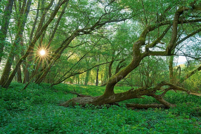 Sunbeams penetrate a dense, green forest with curved trees, Boxtal, Main-Boxtal, Tauber-Kreis, Baden-Württemberg, and Stadtprozelten, Dorfprozelten, Main, Spessart, Bavaria, Germany