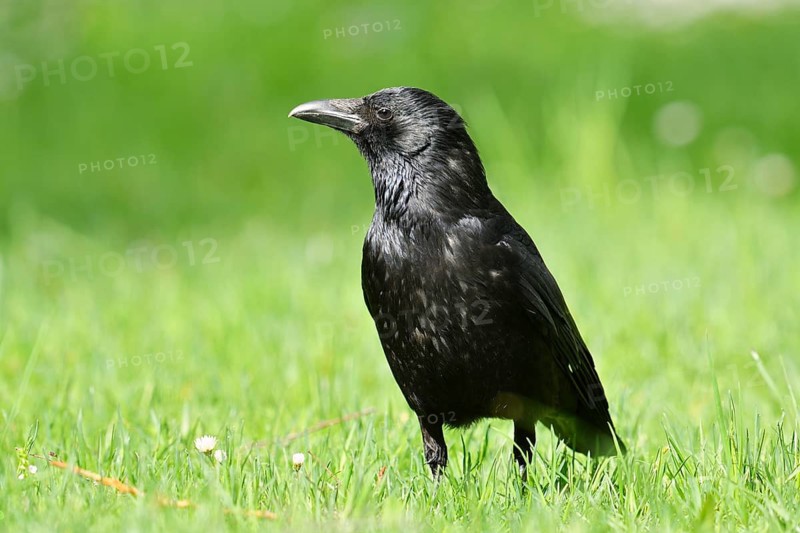 A carrion crow (Corvus corone) perched in a meadow, Baden-Württemberg, Germany