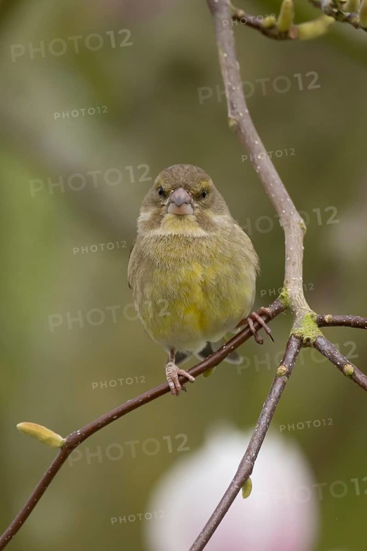 European greenfinch (Chloris chloris) adult female garden bird in a magnolia tree in spring, England, United Kingdom