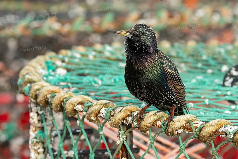 European or Common starling (Sturnus vulgaris) adult bird singing on a lobster pot in a harbour, England, United Kingdom