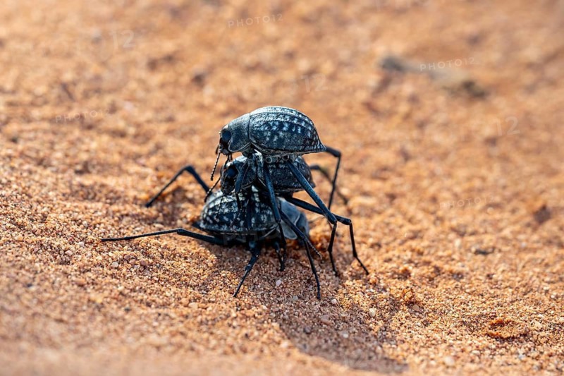 Three fog beetles (Onymacris unguicularis), mating, Toktokkie beetle, in the sand, Namib Desert, Namib Naukluft Park, Namibia
