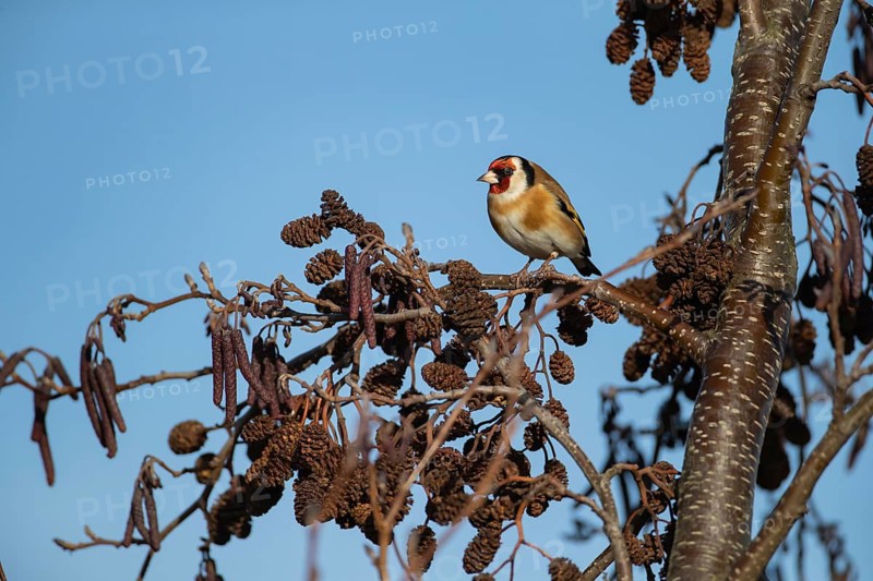 European goldfinch (Carduelis carduelis) adult bird on an Alder tree (Alnus glutinosa) branch, Suffolk, England, United Kingdom