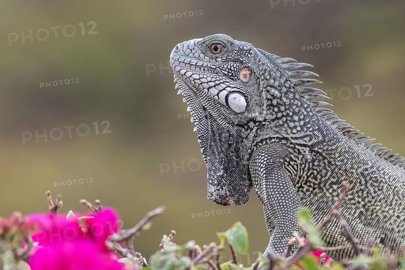 Green iguana (Iguana iguana), Curacao