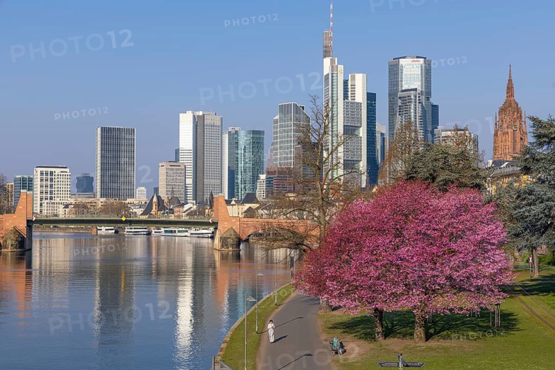 The ornamental cherries on the banks of the Main in Frankfurt start to bloom at spring arrival, Frankfurt am Main, Hesse, Germany