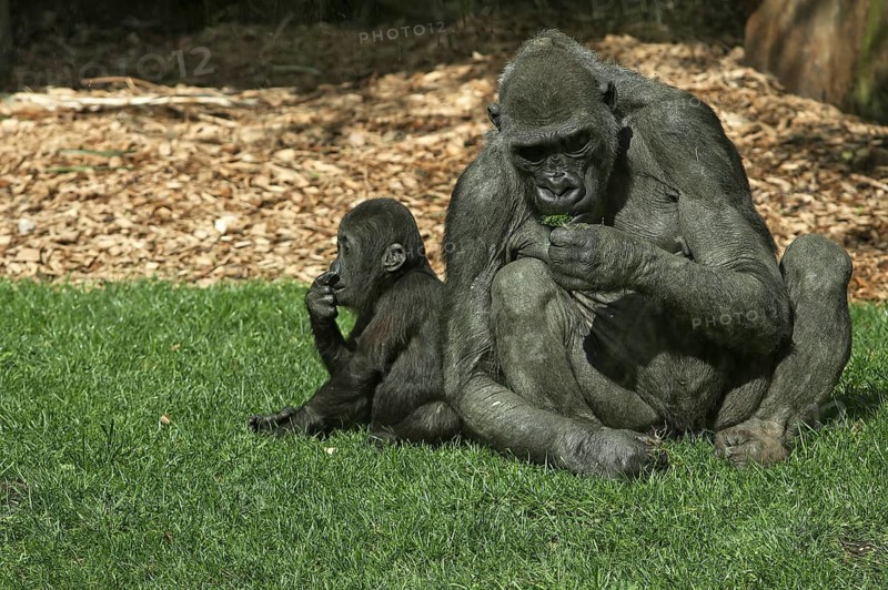 Lowland gorilla (Gorilla gorilla gorilla) with her young, captive, Germany