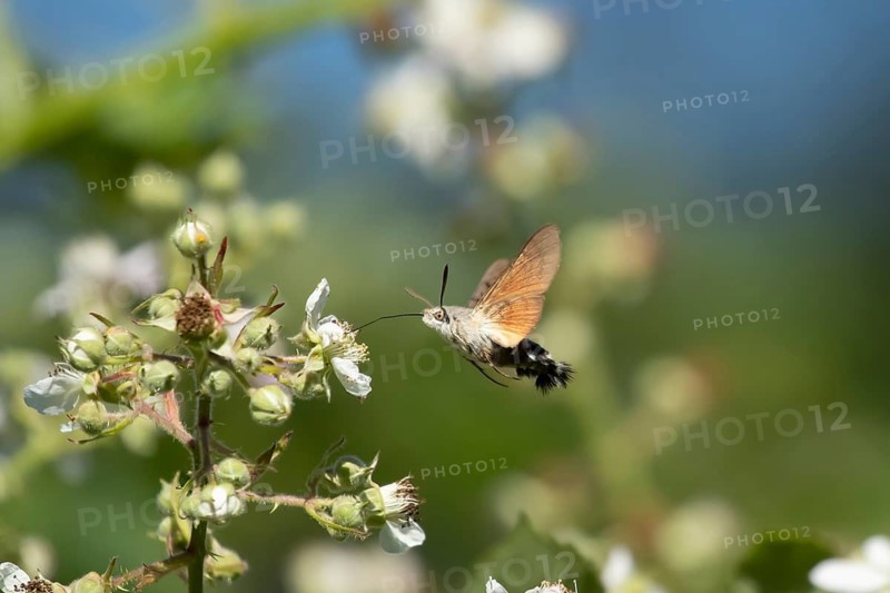 Hummingbird hawkmoth (Macroglossum stellatarum) adult moth insect in flight feeding on a Bramble flower in summer, England, United Kingdom