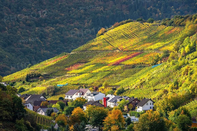 Vineyards in autumn in the central Ahr valley, near Mayschoß, Rhineland-Palatinate