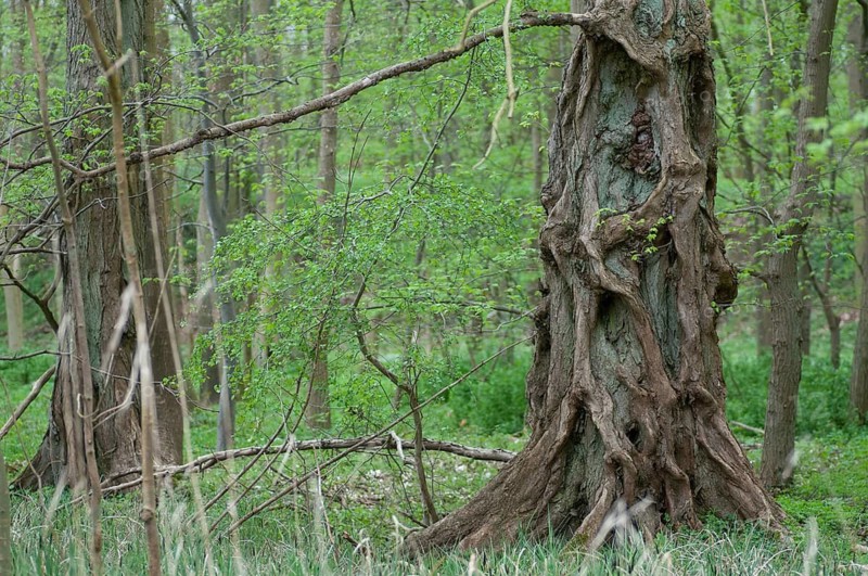 Elm, tree, trees, spring, deciduous forest, natural forest, spring, tree, jungle, wood