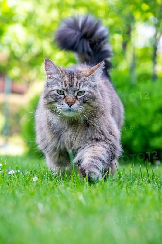 Siberian cat, pedigree cat running across grass in a garden, symbolic photo cat in the garden