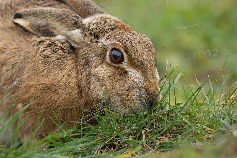 European brown hare (Lepus europaeus) adult animal feeding in a grass field, England, United Kingdom