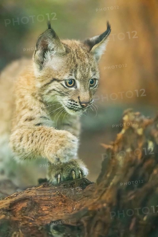 Eurasian lynx (Lynx lynx) youngster (cub) sharpens its claws on an old rotten tree trunk in a forest, Bavaria, Germany