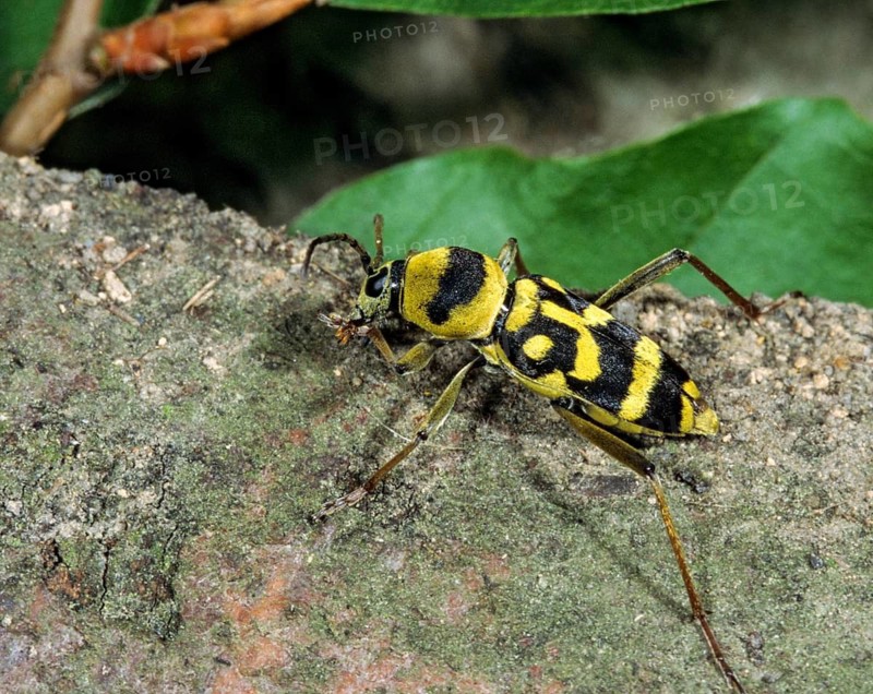 Chlorophorus varius, variable ram ram, beetle, longhorn beetle, coleoptera, grape wood borer, insects, beetles