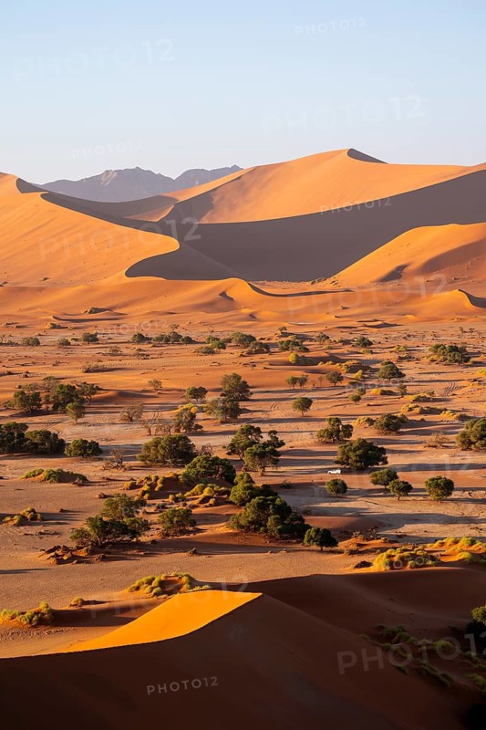 Barren vegetation between red-yellow Namib sand dunes, Namib Desert, Namib-Naukluft National Park, Namibia