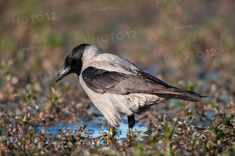 Corvus cornix, hooded crow, misty crow, bath, birds, corvidae family of birds, passeri, corvids, songbirds, watering place