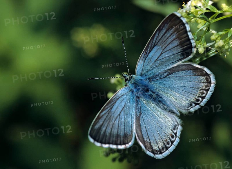 Lysandra coridon, polyommatus coridon, silverblue, silvergreen blue, butterfly, chalkhill blue, insects, butterfly, butterflies