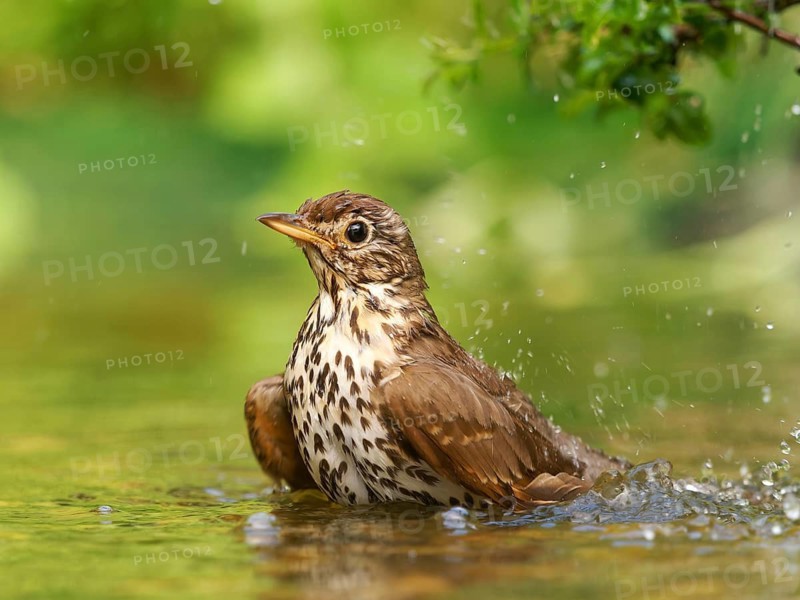 Song thrush (Turdus philomelos) bathing in shallow water with water droplets, Solms, Hesse, Germany