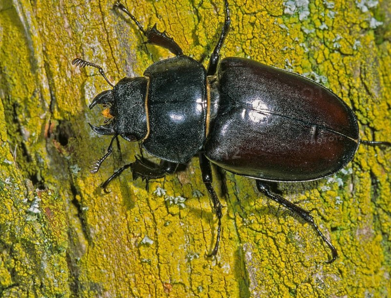 Thundergugi, firecracker, stag beetle, hornschröter, Lucanus cervus, Schröter, Beetle, Coleoptera, female, FFH, insects, beetles, stag beetle, female