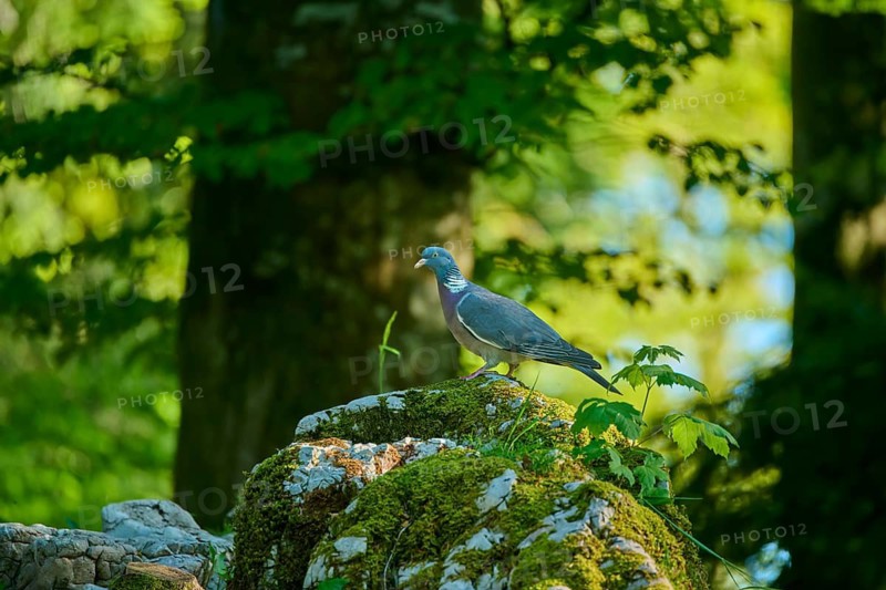 A solitary pigeon stands on a moss-covered rock in a green forest: a wood pigeon (Columba palumbus), Slovenia