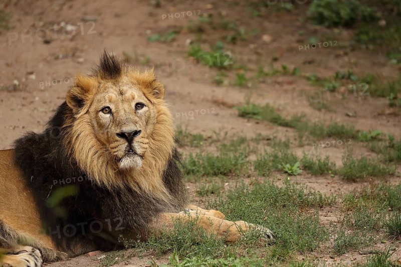 A lion with a majestic mane lies on grassy ground in a natural setting, lion (Panthera leo), male, portrait, alert, in captivity