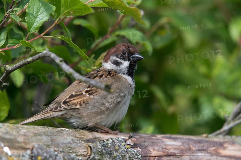 Castor bean tick, tree sparrow, common wooden buck, wooden buck, ixodes ricinus, ixodida, passer montanus, sparrow, tree sparrow, ticks, birds, passeri, songbirds, sparrow, sparrow, sparrow, sparrow, sparrow, birds