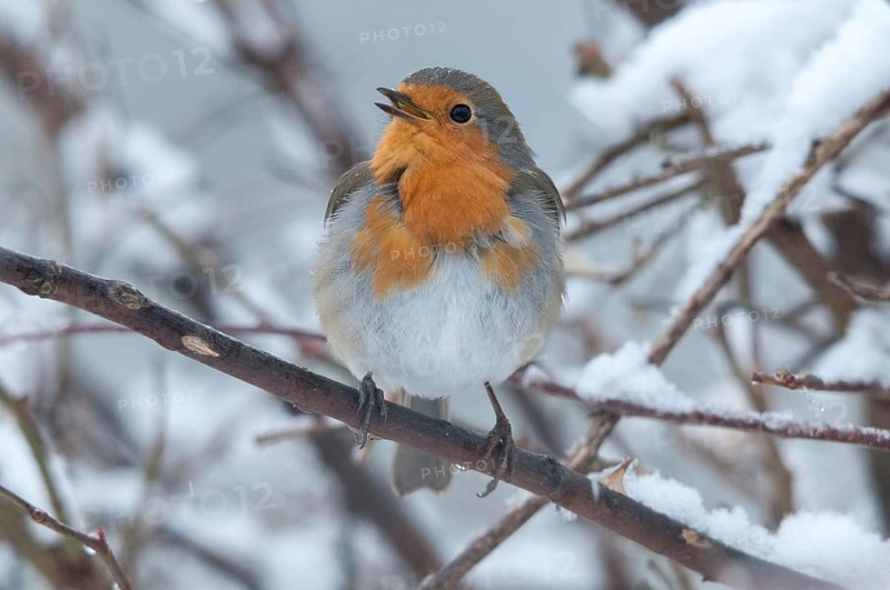 Erithacus rubecula, robin, robins, birds, song, passeri, snow, singing, songbirds, snow, songbirds, winter