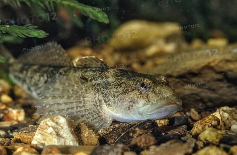 Bullhead, Cottus Gobio, European Bullhead, Millers Thumb, Mühlkoppe, Westgroppe, Common Bullhead, Fish, Fishes, Rivers, Freshwater Sculpin, Pisces