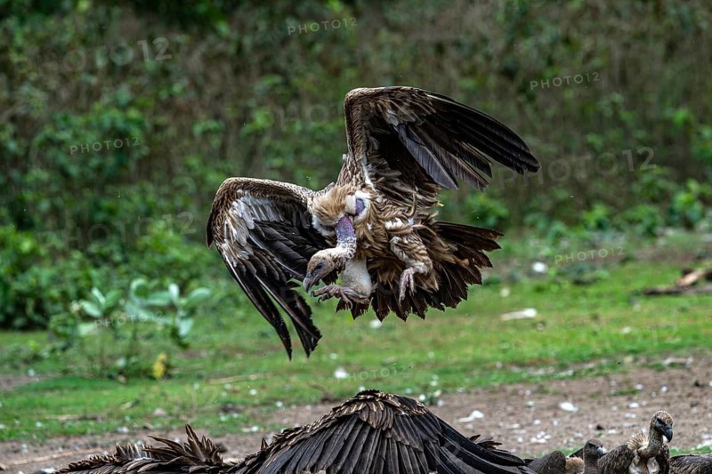 Vulture, slender-billed vulture (Gyps tenuirostris), Chitwan National Park, Terai, Nepal