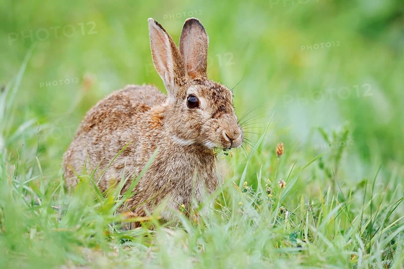 Wild rabbit (Oryctolagus cuniculus) sitting in a meadow and eating, North Rhine-Westphalia, Germany