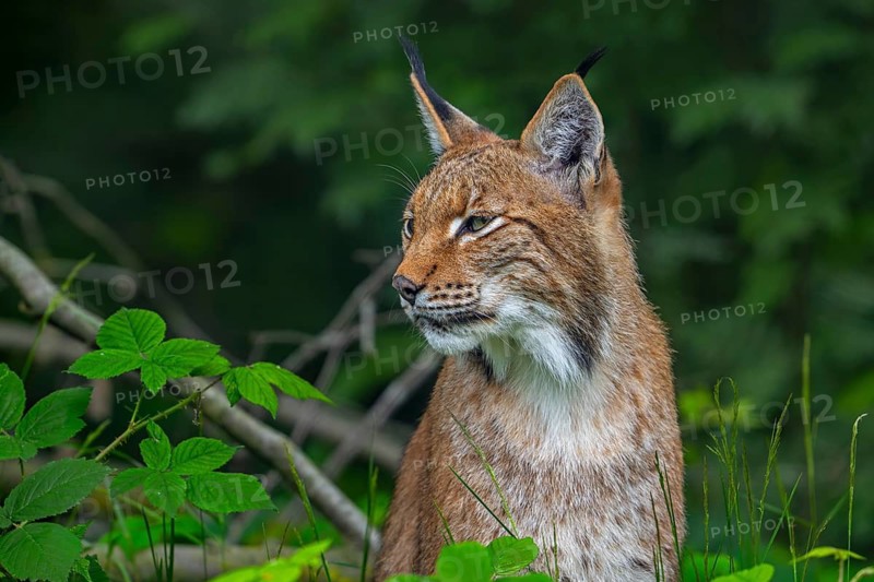 Close-up portrait of hunting Eurasian lynx, Northern lynx (Lynx lynx lynx) looking for prey in forest in spring