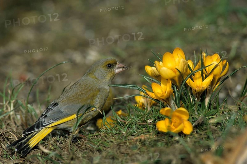 Carduelis chloris, chloris chloris, greenfinch, greenfinch, greenfinch, birds, spring, garden, leo, passeri, songbirds, jump, birds