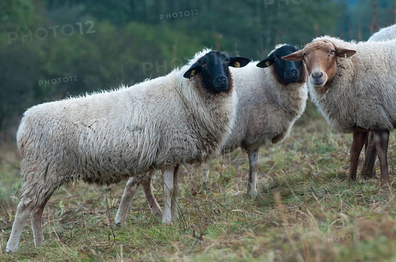 Artiodactyla, Coburg fox sheep, domestic sheep, even-toed ungulate, domestic sheep, Ovis Gmelini aries sspec., ovis gmelini aries sspec.4, cloven-hoofed, rhön sheep, domesticated animals, extensive grazing, pet, mammals, sheep, mammals, wild pastures
