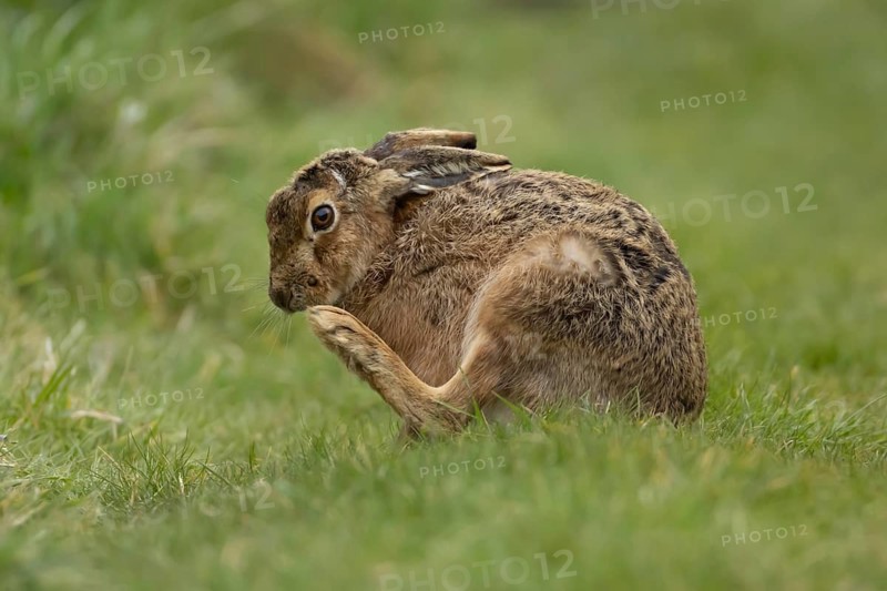 European brown hare (Lepus europaeus) adult animal in grassland, England, United Kingdom