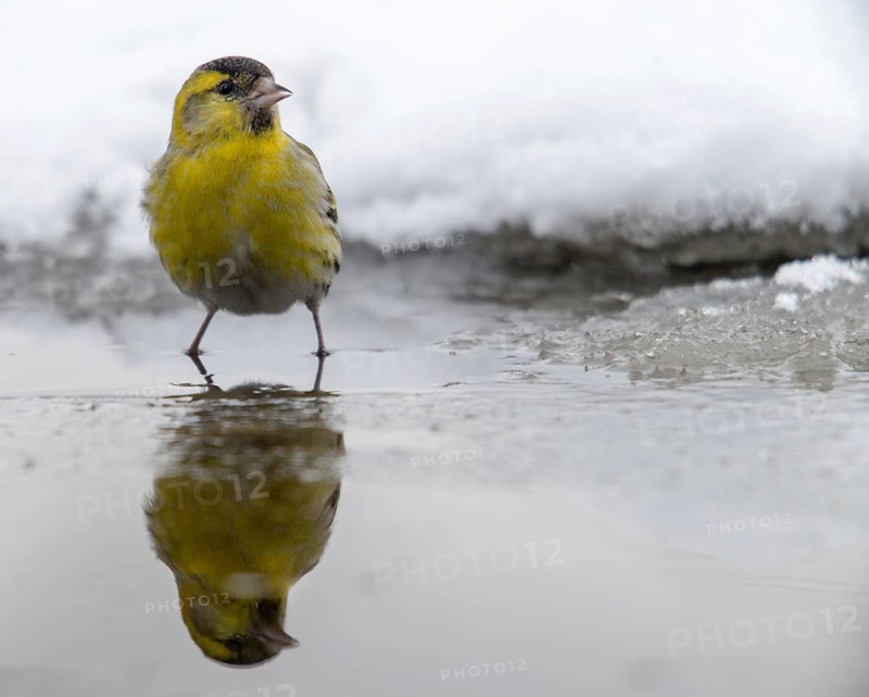 Carduelis spinus, siskin, spinus spinus, siskin, bath, bird bath, birds, male, mirror, male, passeri, snow, songbirds, snow, songbirds, mirror image, watering, birdbath, birds, watering place, winter