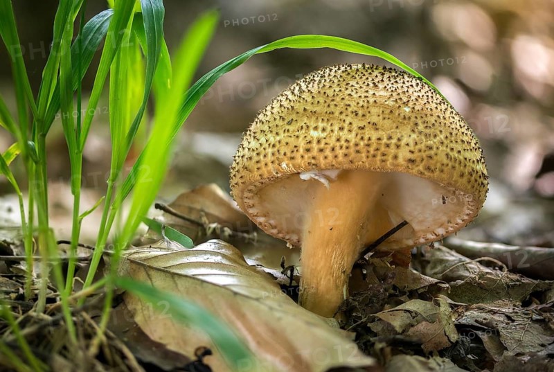 Echinoderma Asperum, Cone-Scaled Umbrella, Lepiota Aspera, Rough Umbrella, Rough Spiny Umbrella, Pointed Scaled Umbrella, Freckled Dapperling, Fungi, Fungus, Mushrooms