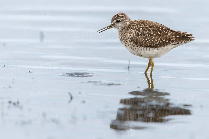 Bruchwasserlaeufer, tringa glareola, wood sandpiper, birds, charadriiformes, limikolen, snipe birds, scolopacidae, birds, waders, waders