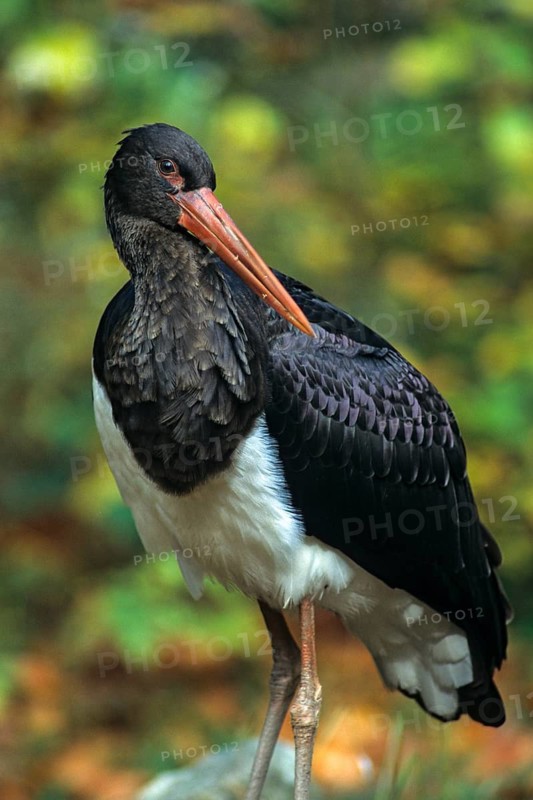Black stork, ciconia nigra, black stork, birds, ciconiiforms, high size, portrait format, leo, walking birds, wading birds, stork, storks, birds