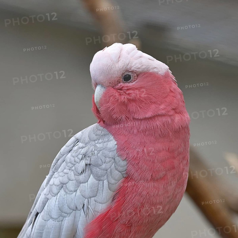 Pink cockatoo (Eolophus roseicapilla), animal portrait, captive, Hesse, Germany