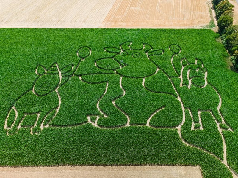 The Maisgeister maize maze near Weißkirchen, close to Frankfurt am Main, will feature ‘Lieselotte' – the cow of the same name from the children's book series of the same name, which is celebrating its 20th anniversary – as its theme in the summer of 2026. The maze opens on 25 July 2026. (Aerial view taken by drone), Oberursel, Weißkirchen, Hesse, Germany