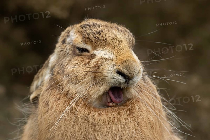 European brown hare (Lepus europaeus) sleepy adult animal yawning, England, United Kingdom