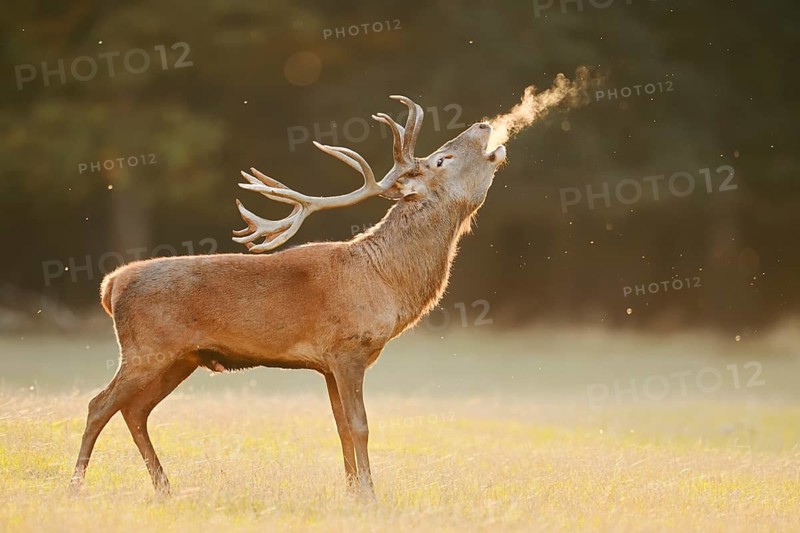 Red deer (Cervus elaphus), a stag standing in a meadow bellowing, rutting season, North Rhine-Westphalia, Germany