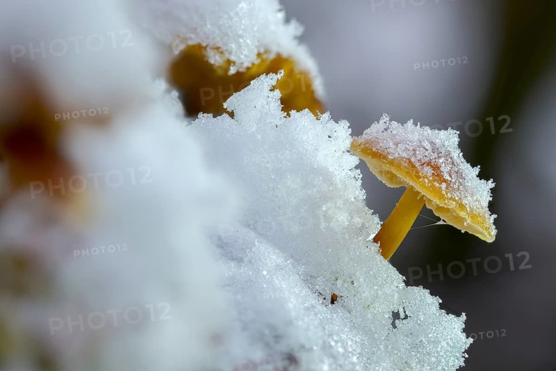 Enoki, Flammulina Velutipes, Common Velvet Foot, Velvet Foot, Winter Mushrooms, Fungus, Futu, Ice, Mushrooms, Snow, Seafood Mushrooms, Snow, Velvet Foot, Velvet Shank, Velvet Stem, Winter Fungus, Winter Mushrooms