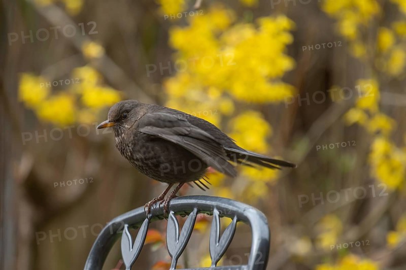 Female blackbird (Turdus merula) sitting on a garden chair, Bavaria, Germany