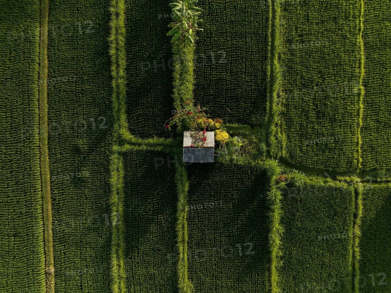 Aerial view looking down at a hut surrounded by rice paddies, Mount Agung, Bali, Indonesia