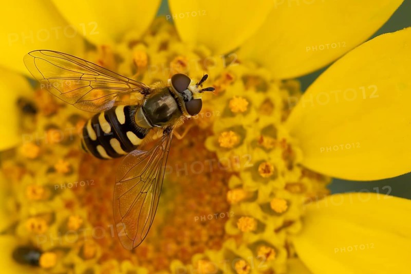 Common hoverfly (Eupeodes corollae) adult insect feeding on a Corn marigold flower in summer, Suffolk, England, United Kingdom