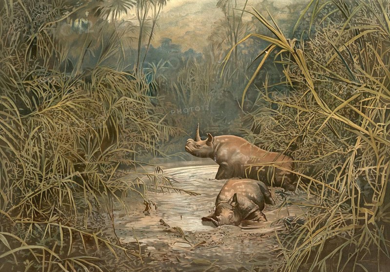 African rhinos, black rhinoceros, in a swamp area in Africa, 1890, school picture, illustration, reproduction from a model from the 19th century. School picture, mural, authentic, file restored for optimal use, exact date of original unknown, historical
