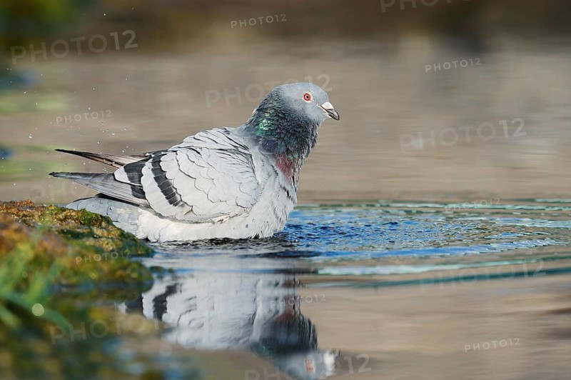 A rock pigeon (Columba livia forma domestica) bathing in a pond, North Rhine-Westphalia, Germany