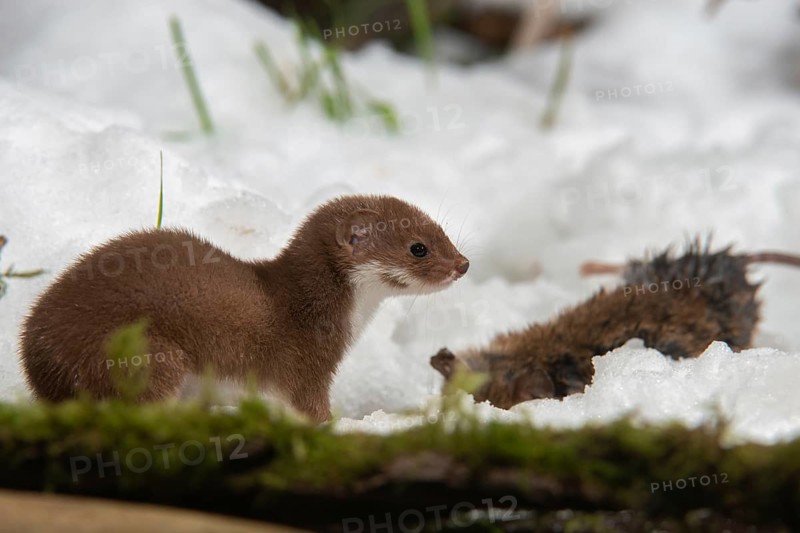 Carnivora, least weasel, mouse weasel, mustela nivalis, predators, prey, capture, hunting, mammals, raptors, snow, mammals, winter
