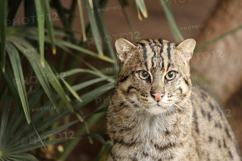 A spotted wildcat in a green setting, surrounded by plants, looking intently at the camera, fish cat (Prionailurus viverrinus), adult, alert, in captivity, South-East Asia