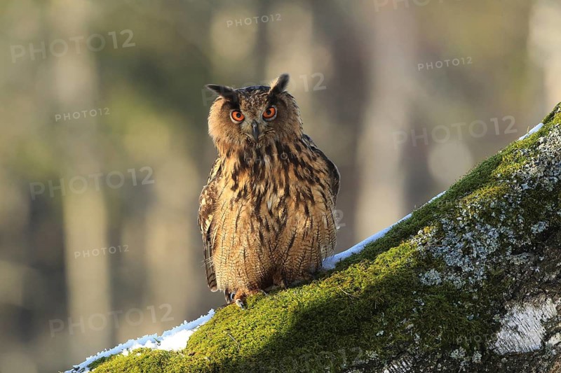 Eurasian Eagle-owl perched on a tree trunk, an owl with orange eyes is perched on a moss-covered tree trunk in the forest, eagle owl (Bubo bubo), adult, perched on a trunk, in captivity, Germany
