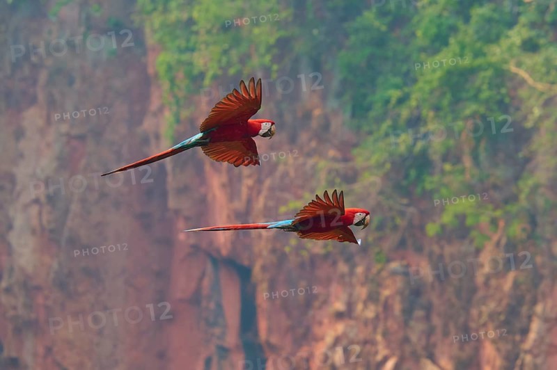 Two vibrantly coloured parrots fly through the air against a backdrop of red rocks and green foliage: the green-winged macaw, or scarlet macaw (Ara chloroptera), Buraco Das Araras, Bonito, Pantanal, Brazil